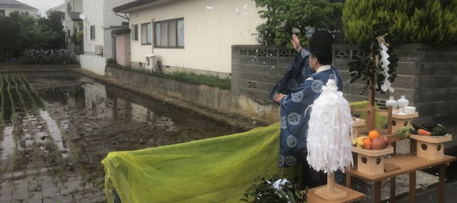 2022/5/22　六椹八幡宮 御神田 御田植